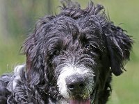 Puppys van Bliss040622-0141